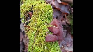 Júdásfülegomba Auricularia auricula-judae Uchovec bazový