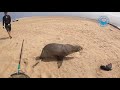 crying mother seal rescued