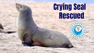 Crying Mother Seal Rescued