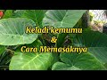 Keladi kemumu / lambok dan cara memasak batang Keladi kemumu