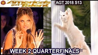 The Savitsky Cats THEY STEPPED IT UP &Heidi Cat Puns QUARTERFINALS 2 America's Got Talent 2018 AGT