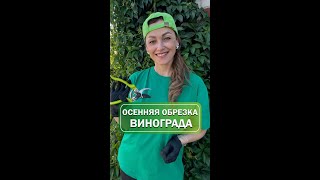 Основные правила осенней обрезки винограда 🍇