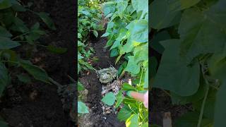 Trench Composting Continued: Unusual and BEST way to compost