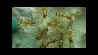 【捕食動画】Ant colony predation【昆虫観察・グロ注意】エサ(ウジ虫)の捕食とアリの巣内･動画＜アメイロアリのコロニーの生態＞【女王アリ・働きアリ;バトル】　Ant farm