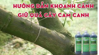 Hướng dẫn khoanh cành giữ quả cam đường canh