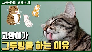 고양이는 왜 그루밍에 집착할까?  feat.고양이 세수 방법