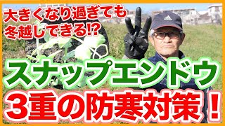 家庭菜園や農園のスナップエンドウ栽培で育ちすぎた苗の防寒対策！３重の防寒対策とスナップエンドウの育て方！【農家直伝】