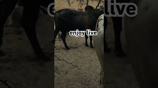 Live enjoy Ox style #cow #ox #meeting #meetup #shortsviral #shorts #short #viralshorts