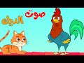 أغنية أصوات الحيوانات -  أغنية صوت الديك   | قناة طم طم