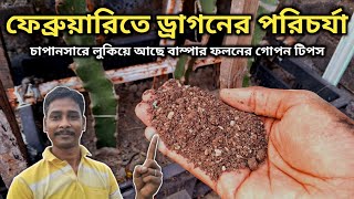 ফেব্রুয়ারিতে ড্রাগনের এই পরিচর্যায় পাবেন গাছ ভর্তি ফল || dragon fruit plant care