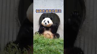 8.30.翻滾:每一次都是快樂!💖Rolling: Every Time is a Joy🐼福寶＃fubao＃大熊貓#cute panda short