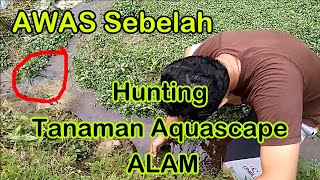 Tanaman Aquascape Ga Usah Beli Cukup Cari Ke Sungai Anda Akan