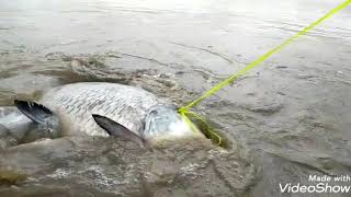 200 kg fish at anjna pur dyam  Shimoga distik