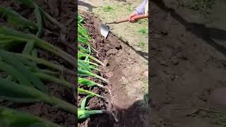 Easy planting process of scallions with a tungsten steel shovel