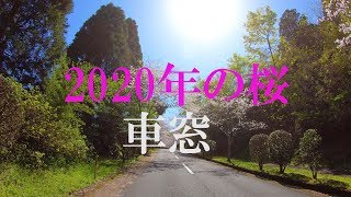 車窓の桜2020,年