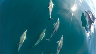 Common dolphins playing off the Pacific Coast!