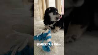 【犬】豆柴子犬💕かわいい1人遊び❣️まめしば亭ブログvlog #shorts