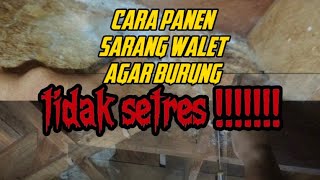 Rutinitas panen sarang burung walet dan tips memaksimalkan hasil panen