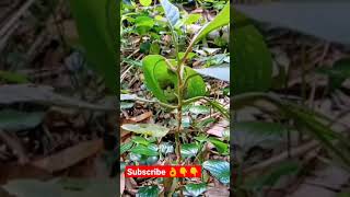 cutest nest of cutest sparrow 🥰#video #viral #funny #sparrow #love