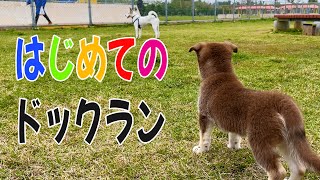 【保護犬ぽった】初めてのドックラン！緊張している子犬の大冒険！