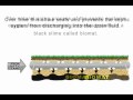 What Causes Septic Tank Problems