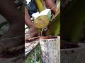 super best native wine from coconut tree coconutwine nativewine coconuttoddy tuba