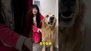 Use Yuanbao's head to smash eggs, Yuanbao gets angry #goldenretrieverfun #cutepets#shorts