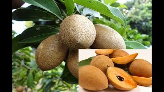 Proven Health Benefits Of The Chico Fruit On Your Health That You Should Know