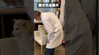 愛されすぎるセラピー犬 #shorts #shiba #柴犬