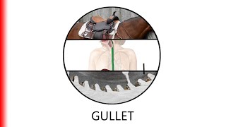 GULLET.