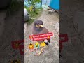 lovebd birds animals crow funny answer viralvideo foryou bdtiktokofficial firstshortvideo