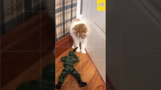 Funny cute cat Videos  funny cat reactions with toy soldier #cat #shorts