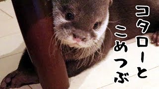 カワウソ コタロー　こめつぶを転がして遊び、大事に隠す　Otter Kotaro trying to hide a rice grain