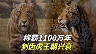 剑齿虎王朝：逆袭犬族称霸1100万年，最后被豹属偷了家