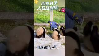 🈶模有样！四喜丸子模仿外公摔倒，萌翻全场 #国宝大熊猫 #pandacubs