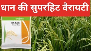 syngenta NK5251 dhan ki verity# धान की खेती #khrishi kheti#