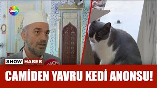 Camiden anons: Kedinin yavrularını geri getirin!