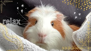 【癒し】リラックスモルモット🥰💕Relax guinea pig.