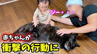 ナデナデ上手になった赤ちゃんが愛犬に衝撃行動w