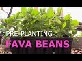 Pre-planting Fava Beans