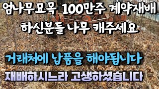 엄나무 묘목 100만주 계약 재배 하신분들 나무 캐주세요. 거래처에 납품을 해야됩니다. 재배하시느라 고생하셨습니다.