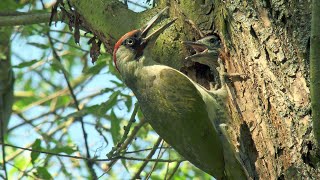 Dzięcioł zielony Picus viridis w Poznaniu - Naramowicach