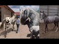 Ultimate APPALOOSA Horse Compilation pt 6