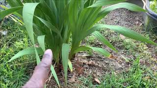 Spring Maintenance For Our Wild Gladiolus And 125 Gallon Garden Pond Area