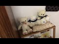 〈asmr／ささやき声〉*ささやき声で抹茶おやつ 新商品 のご紹介 雑談 《囁き》音フェチ［ talking ］ のんびりゆるいトーク