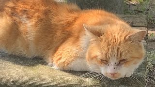 お昼寝中の猫ちゃん　Cat taking a nap #shorts