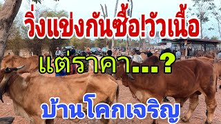 ราคาวัว อังคาร 18 ก.พ.68 สนามบ้านโคกเจริญ