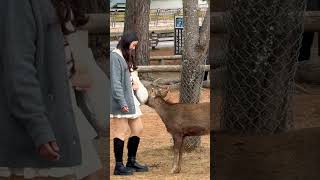 お腹空かした鹿に餌を与える観光客🫎NARA  PARK