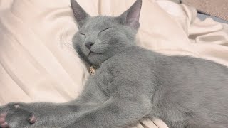 【癒し】ひたすら眠るロシアンブルーの子猫