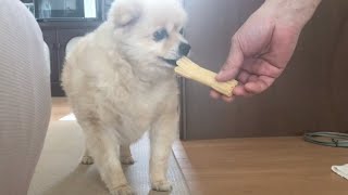 ようやく歯磨きガムを受け入れた犬！【ポメラニアン】